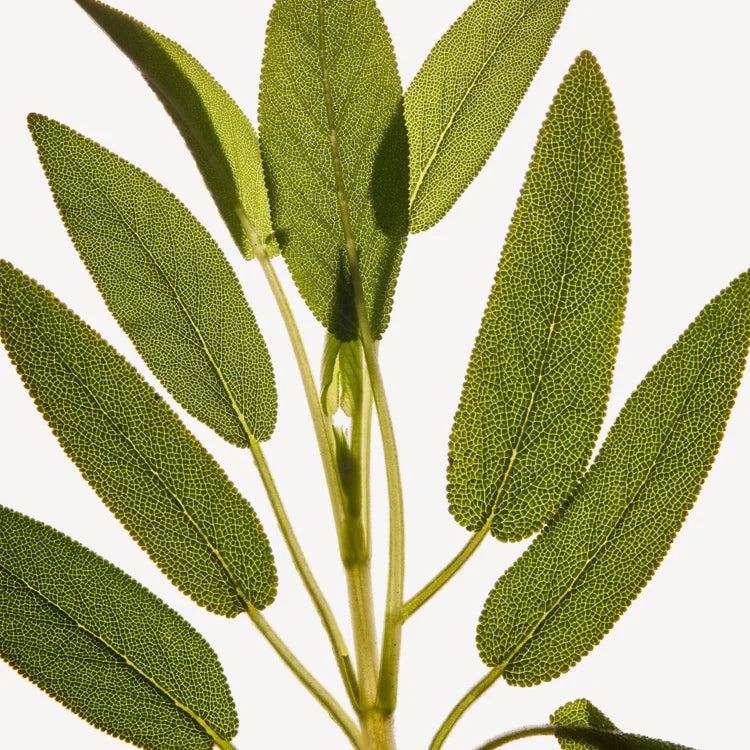 IRIS SUPRÊME 100ML HOMME