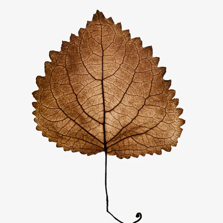 VOLZAK PARFUM RÊVE ÉTOILÉ 100ML FEMME